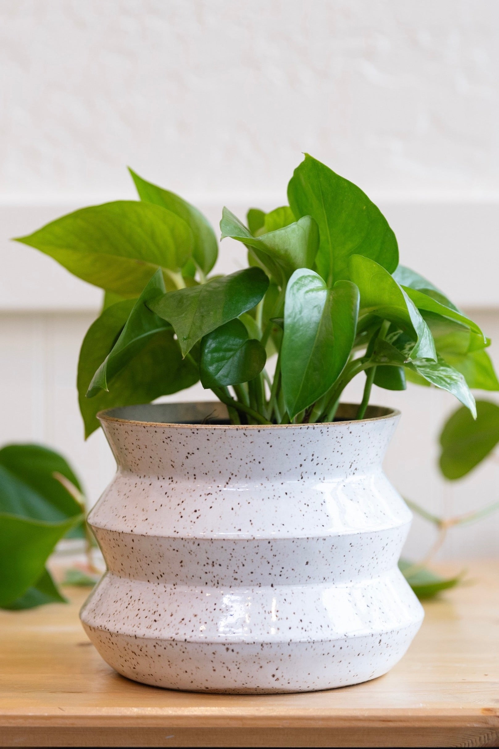 Zig Zag Planters - Carter + Rose